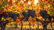 De beste wijnen voor de herfst: van Chardonnay tot Nebbiolo