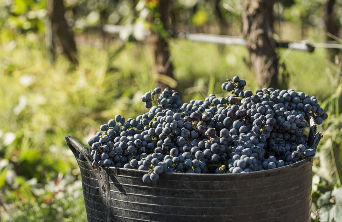Merlot, Cabernet Sauvignon en Pinot Noir: wat zijn de verschillen?