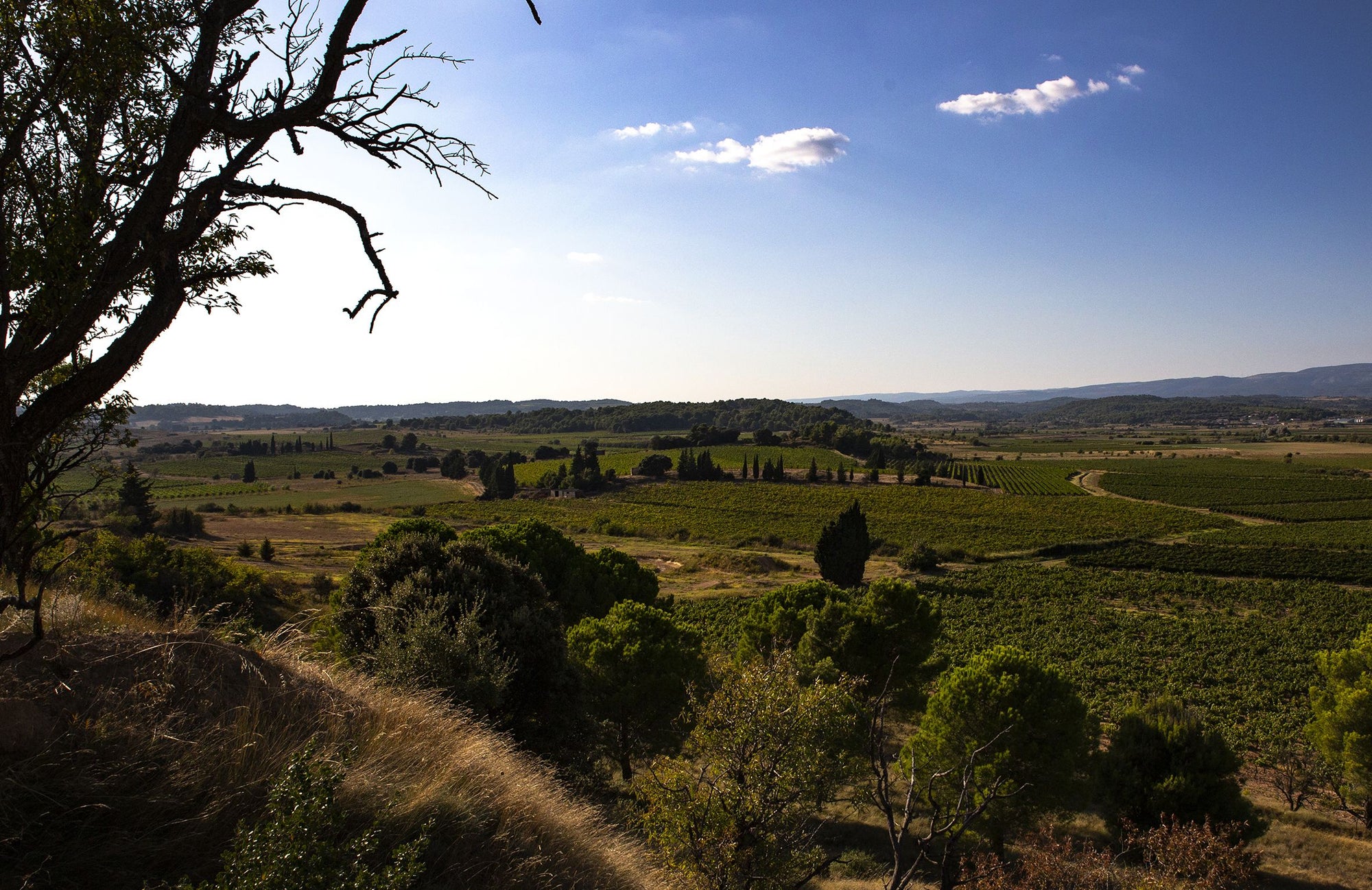 Wijngaarden in Minervois