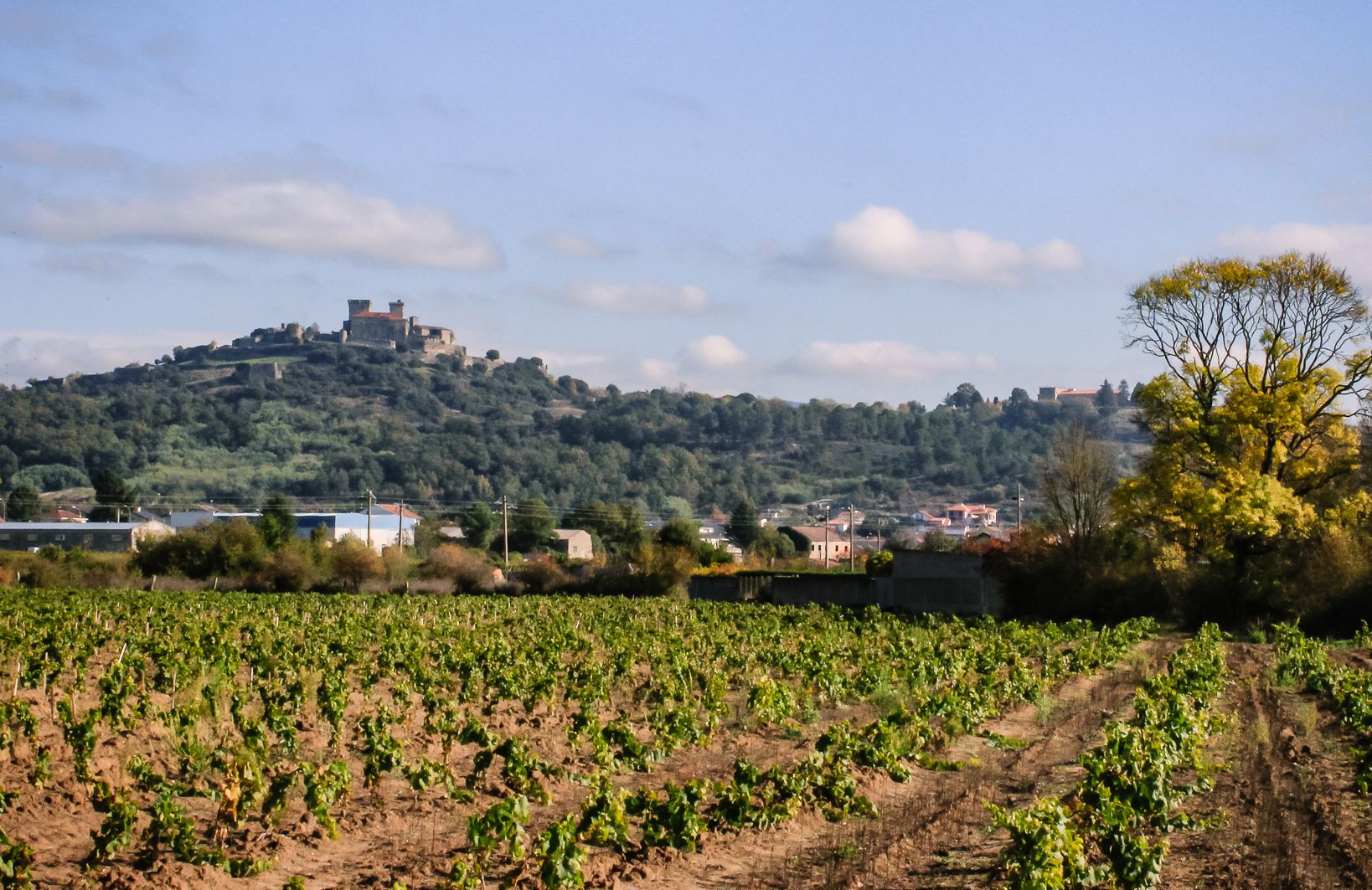 Wijngaard in Monterrei met uitzicht op het Castillo