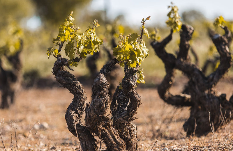 Bodegas Antídoto