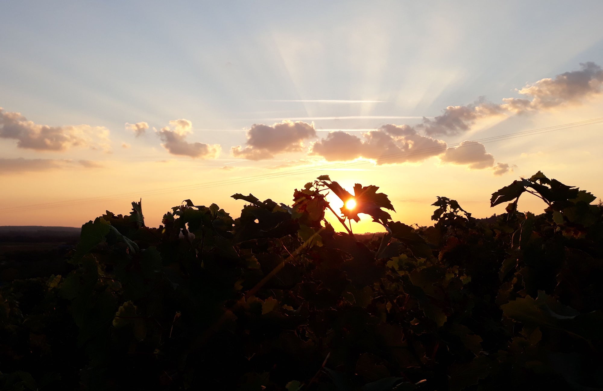 Zonsondergang in wijngaard La Croix Boissée