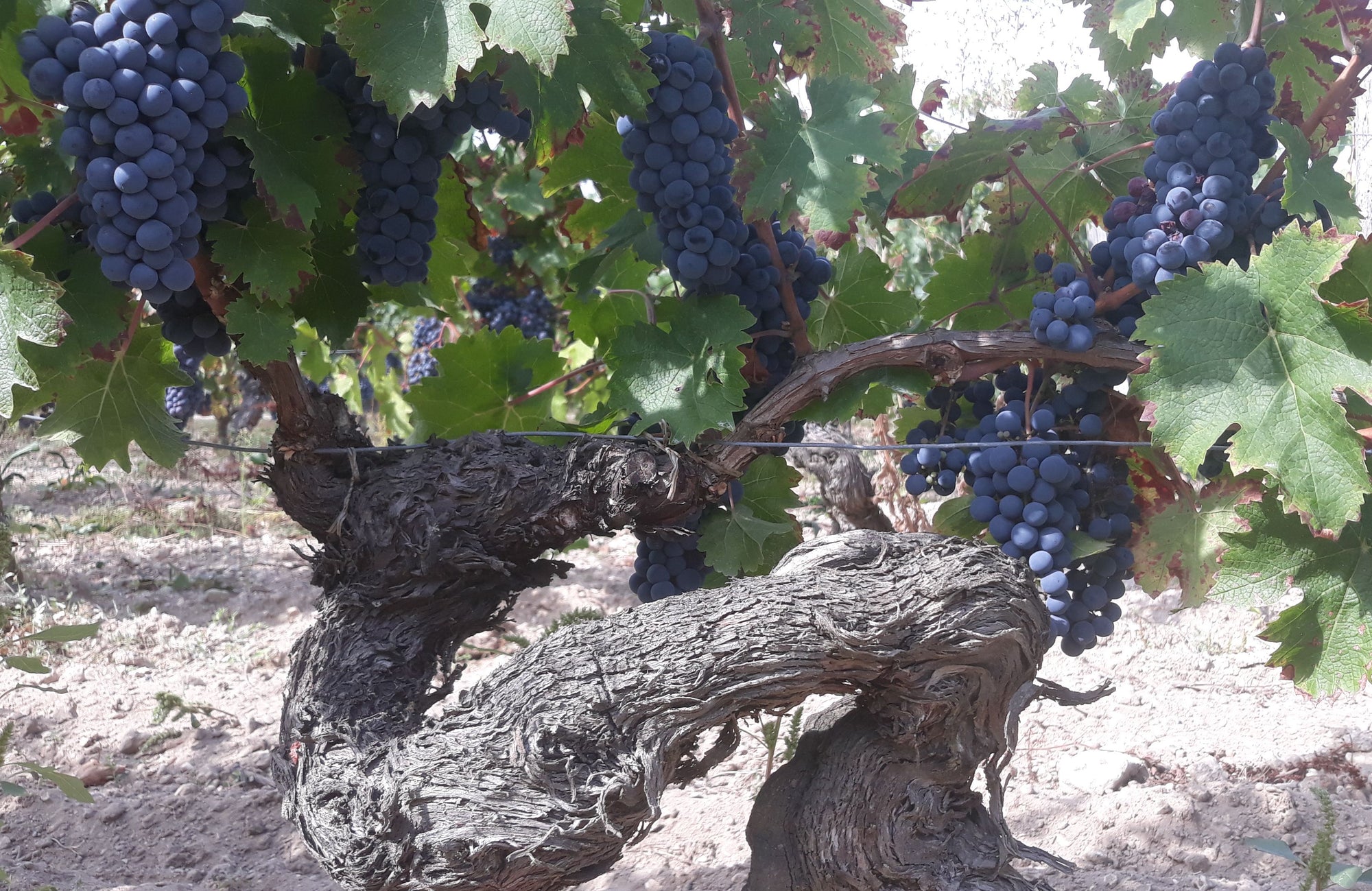 Oude stokken cabernet franc