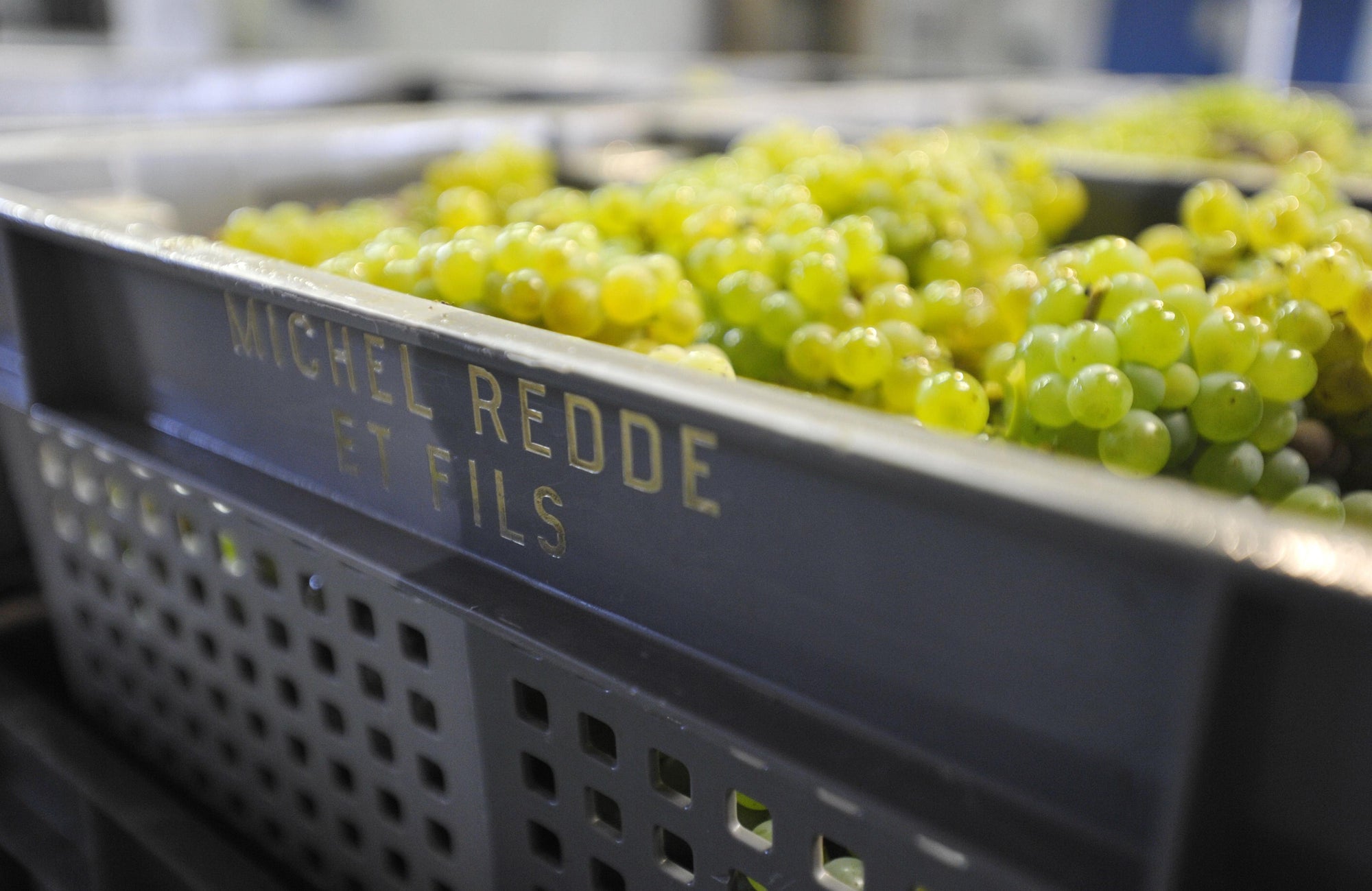 Vers geoogste sauvignon blanc