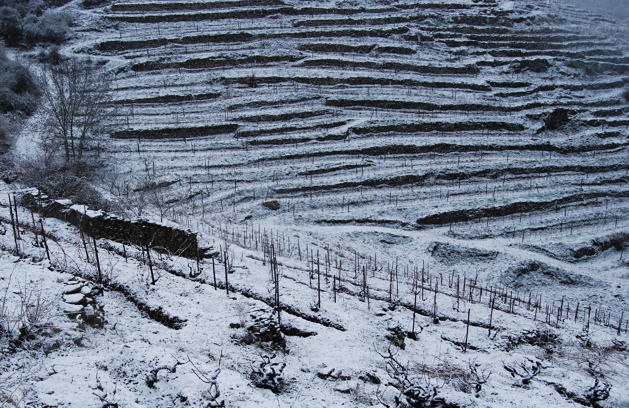 Besneeuwde terraswijngaard