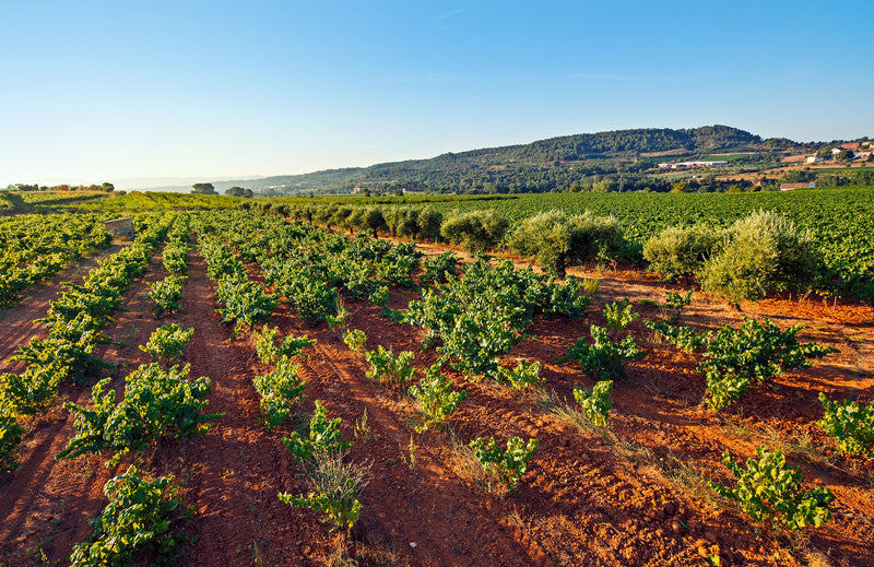 Finca Sabaté i Coca