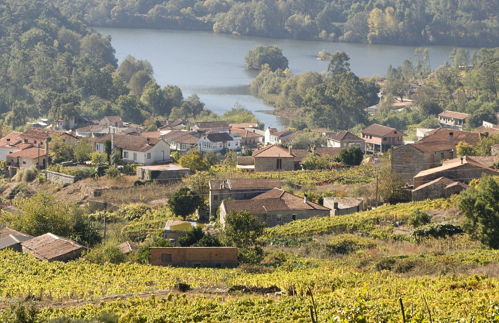 Wijngaard met uitzicht op de rivier