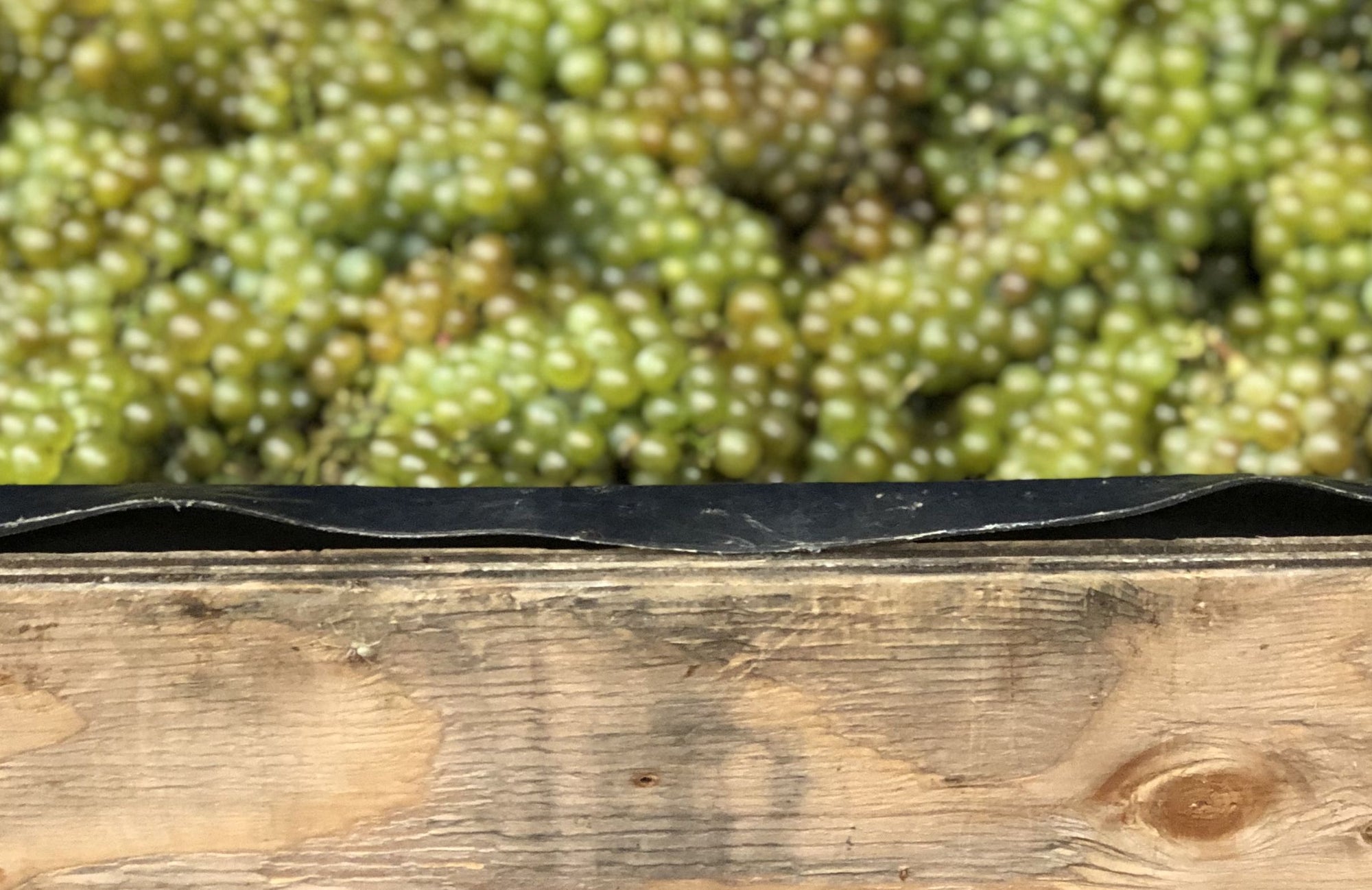 Verse oogst chardonnaydruiven