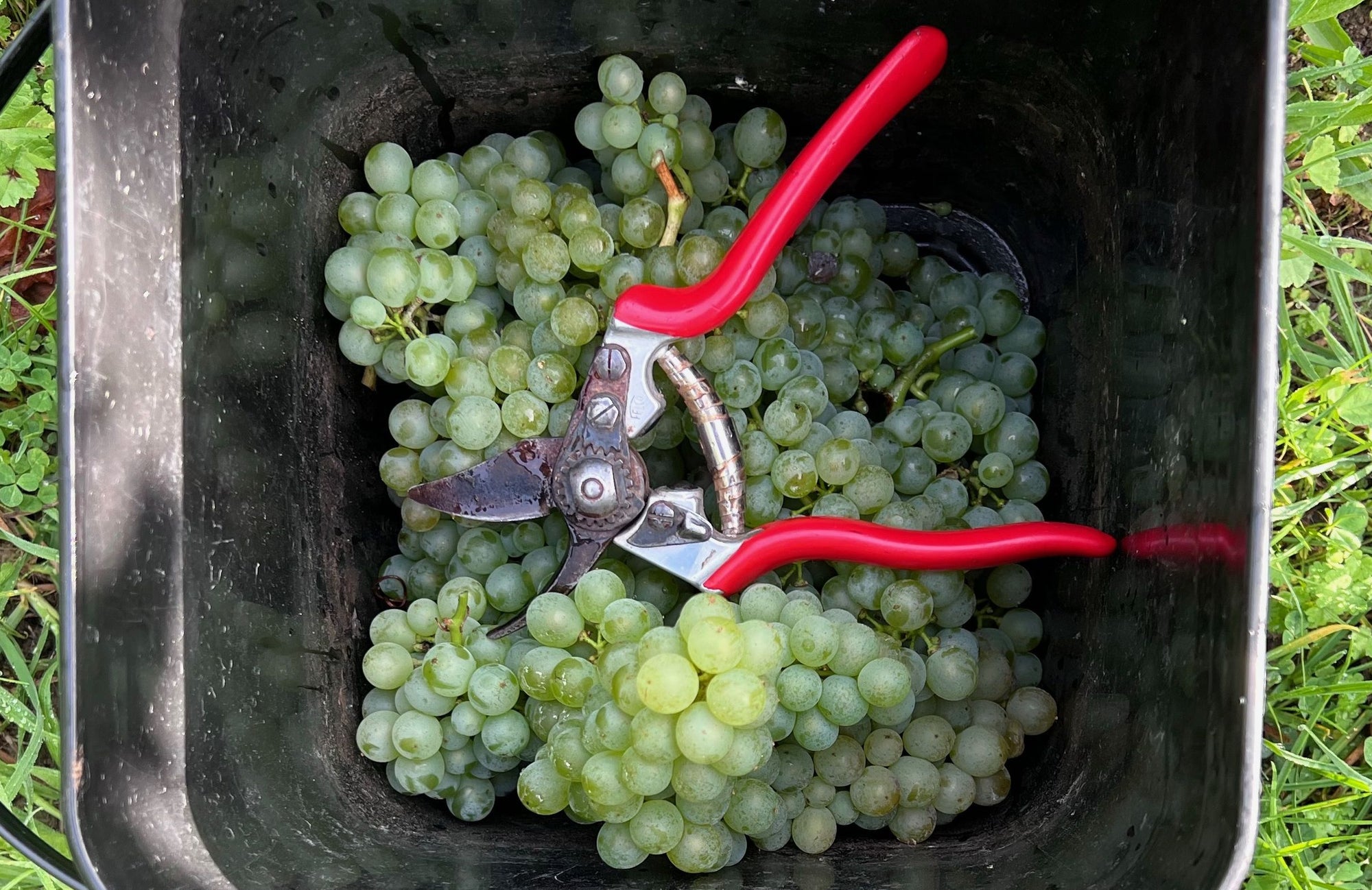Vers geoogste sauvignon blanc