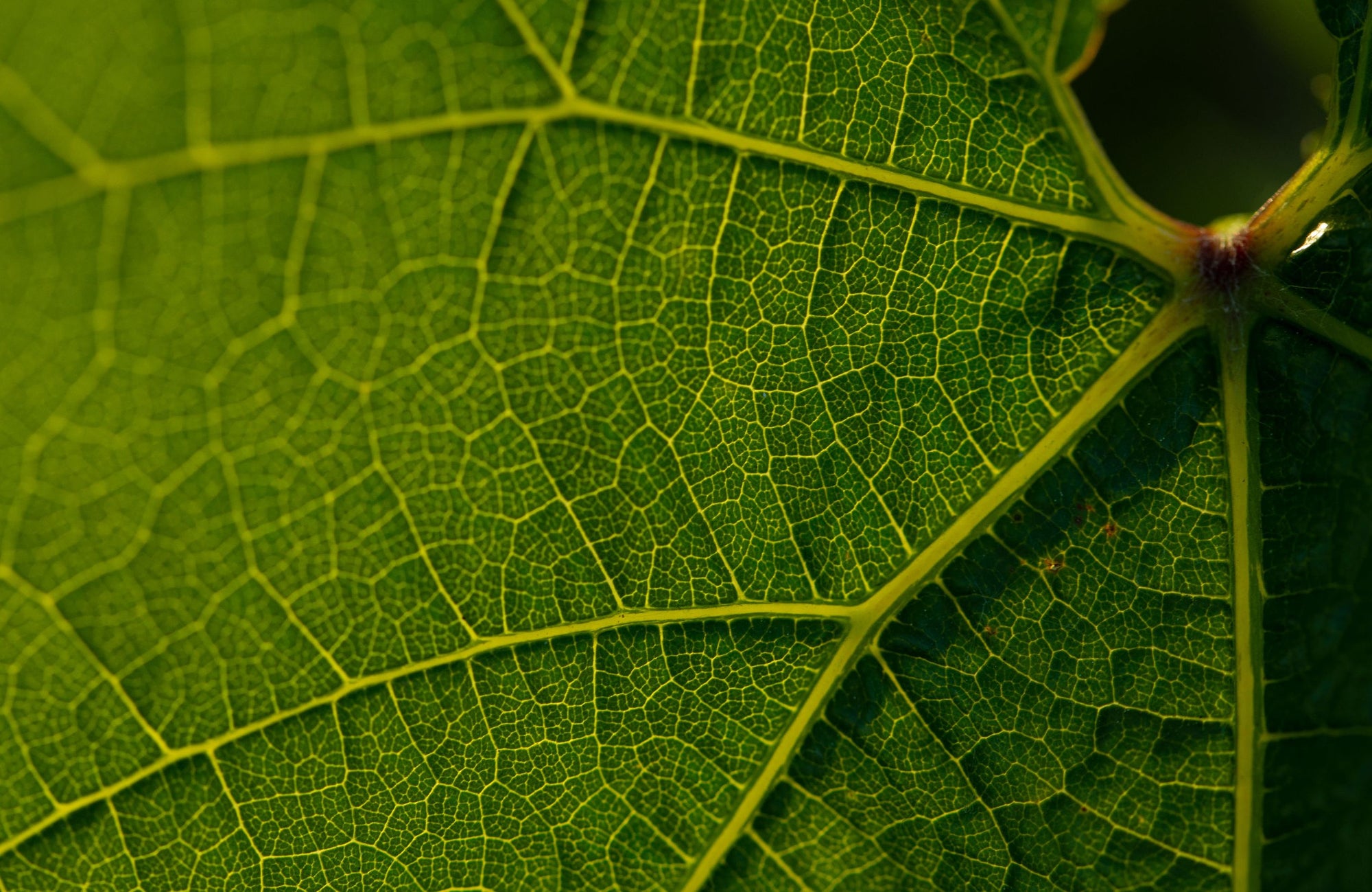 Detail van een blad aan de druivenrank