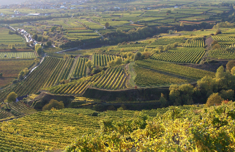 Weingut Sepp Moser