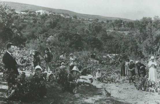 Oogsten begin vorige eeuw